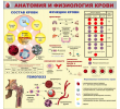 065_1450х1400 - анатомия и физиология крови