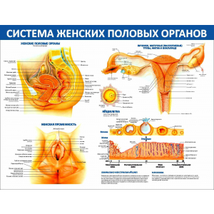 Система женских половых органов